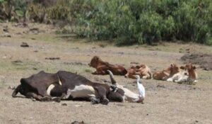 Anthrax Outbreak Reported in Zamfara, Officials Issue Warning