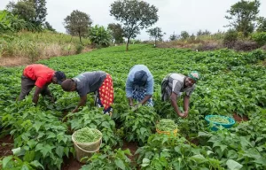 FG Approves N6bn for Displaced Households and Rural Farmers